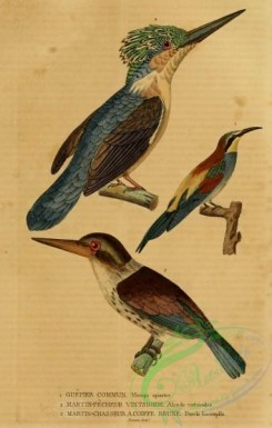 kingfishers-00144 - European Bee-eater, Madagascar Kingfisher, dacelo fuscicapilla