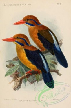 kingfishers-00154 - 033