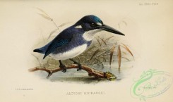 kingfishers-00156 - alcyone richardsi