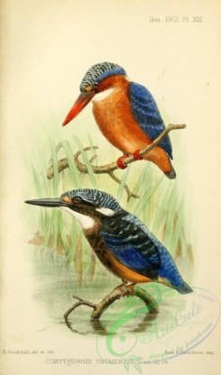 kingfishers-00158 - corythornis thomensis