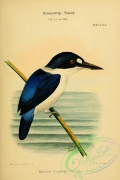kingfishers-00160 - halcyon elisabeth