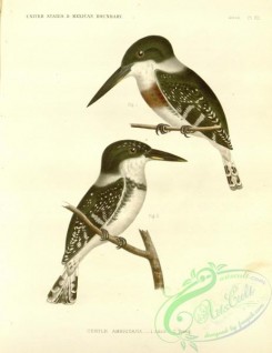 kingfishers-00163 - ceryle americana