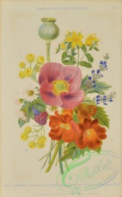 language_of_flowers-00036 - 027-Bouquet of Flowers, Lavanda, jasminum, Poppy