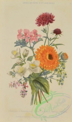 language_of_flowers-00040 - 031-Bouquet of Flowers, scabious, geranium rosa, Syringa