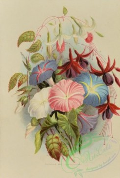language_of_flowers-00049 - 001-Fuchsia, Convolvulus