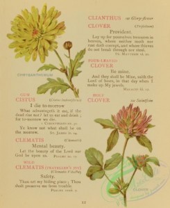 language_of_flowers-00064 - 009-Chrysanthemum, Clover