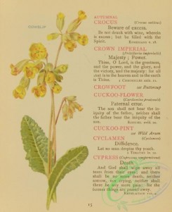 language_of_flowers-00065 - 010-Cowslip