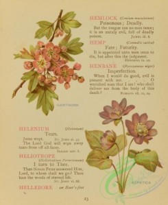 language_of_flowers-00069 - 014-Hepatica, Hawthorn