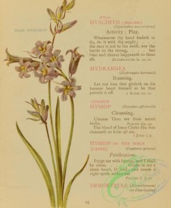 language_of_flowers-00070 - 015-Wild Hyacinth