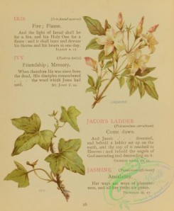 language_of_flowers-00071 - 016-Ivy, Jasmine