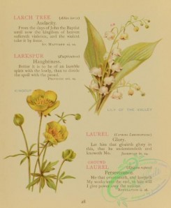 language_of_flowers-00072 - 017-Lily of the Valley, Kingcup