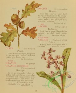 language_of_flowers-00075 - 020-Oak, Orchis