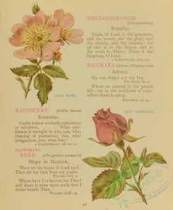 language_of_flowers-00078 - 023-Dog Rose, Red Rosebud