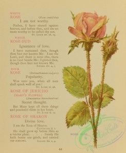 language_of_flowers-00079 - 024-Moss Rose