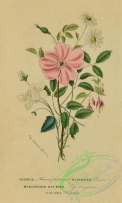 language_of_flowers-00097 - 005-Fuchsia, Marguerite