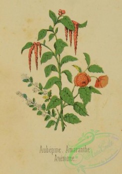 language_of_flowers-00108 - 002-Anemone