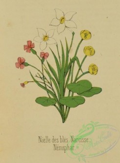 language_of_flowers-00116 - 010-Narcissus