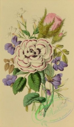 language_of_flowers-00138 - 002-Blue Violet, White Jasmine, Moss-Ross, Pink