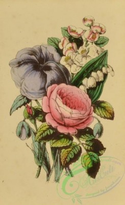 language_of_flowers-00148 - 004-Apple Blossom, Poppy, Rose, Lily of the Valley