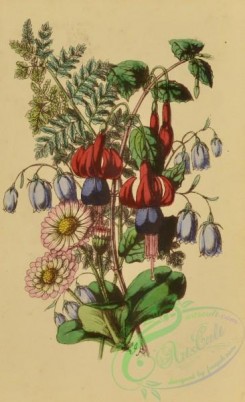 language_of_flowers-00149 - 006-Daisyi, Fern, Wild Harebell, Fuchsia