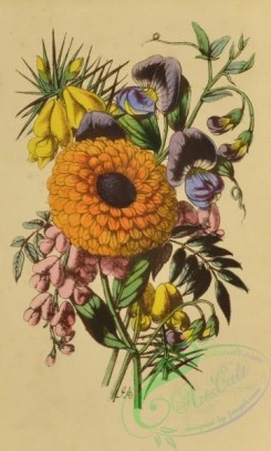 language_of_flowers-00150 - 007-Gorse, Marigold, Acacia, Sweet Pea