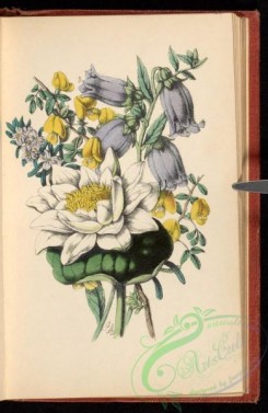 language_of_flowers-00154 - 003-Broom, Canterbury-Bell, White Water-Lily, Rosemary