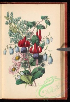 language_of_flowers-00157 - 006-Daisy, Fern, Wild Harebell, Fuchsia