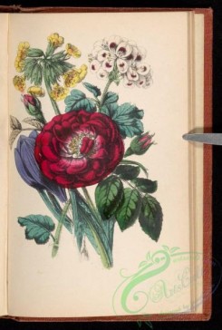 language_of_flowers-00159 - 008-Crocus, Damask Rose, Geranium, Cowslip