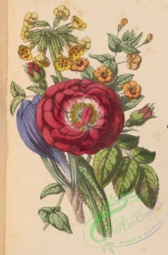language_of_flowers-00167 - 008-Crocus, Damask Rose, Geranium, Cowslip