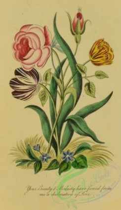 language_of_flowers-00196 - 001-Rose, Tulip