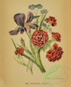 language_of_flowers-00206 - 006-Iris, Carnation