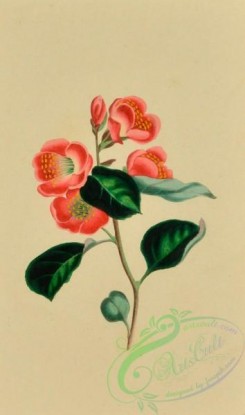 language_of_flowers-00220 - 003-Japan Pear, pyrus japonica