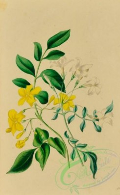 language_of_flowers-00227 - 011-White Jasmine, jasminum officinalis, Large Yellow Jasmine, jasminum revolutum