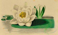 language_of_flowers-00229 - 013-White Water Lily, nymphaea alba