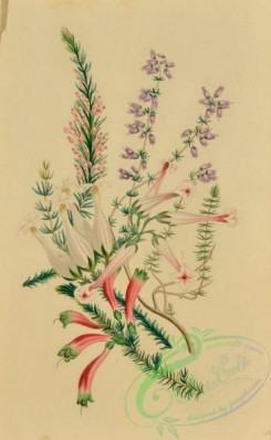 language_of_flowers-00232 - 016-Common Purple Heather, erica cinerea, Cornish Heath, erica vagans, erica irbyana, erica ampullacea, erica pilosa