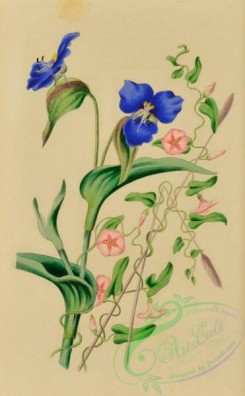 language_of_flowers-00233 - 017-Commeline, commelina caelestis, Little Bindweed, convolvulus arvensis