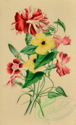 language_of_flowers-00236 - 020-Carnation, Clove Pink, dianthus caryophillus, Chinese Pink, dianthus chinensis
