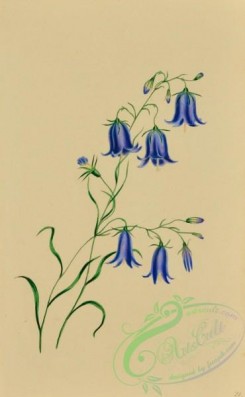 language_of_flowers-00237 - 021-Blue Harebell, campanula rotundifolia