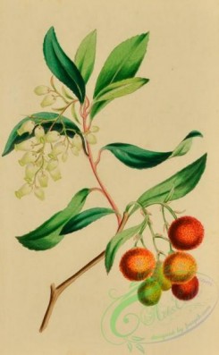 language_of_flowers-00243 - 027-Strawberry Tree, arbutus unedo