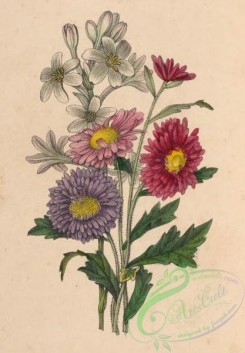 language_of_flowers-00253 - 009-Aster