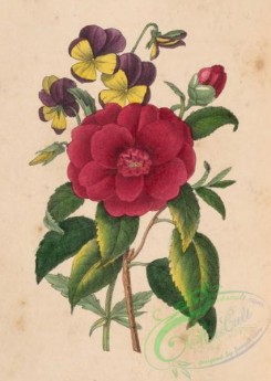 language_of_flowers-00258 - 014-Camellia, Pansy