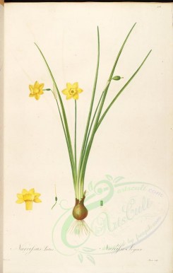 lilies_flowers-00517 - narcissus laetus [4207x6634]