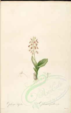lilies_flowers-00522 - ophrys lilifolia [4200x6599]