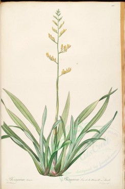 lilies_flowers-00527 - phormium tenax [4310x6512]