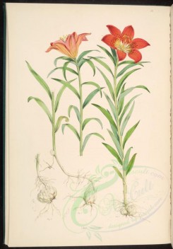 lilies_flowers-00554 - lilium davuricum [3967x5701]