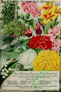 lilies_flowers-00640 - 087-Carnation, Palm, Rose, Canna, geranium, chrysanthemum, Lily, gladiolus , Oxalis [3138x4713]