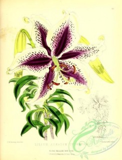 lilies_flowers-00672 - lilium auratum cruentum [3101x4084]