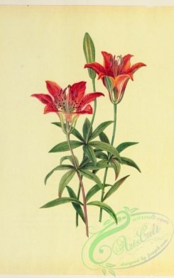 lilies_flowers-00679 - Wild Orange-red Lily, lilium philadelphicum [2540x4059]