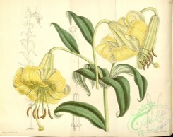 lilies_flowers-00834 - 7227-lilium primulinum [4384x3472]
