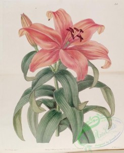 lilies_flowers-00883 - 038-lilium thunberginaum, Thunberg's Orange Lily [3326x4076]
